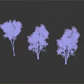 Three Trees With Red Leaves And Slender Trunks On White Background