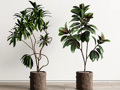 Potted Bonsai Plants With Lush Green Leaves In Wooden Pots For Indoor Decoration 3d model