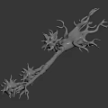 Biological Organ Anatomical 3D Model With Hair Like Neural Branches White Structure