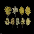 Golden Leaf Trees in Autumn with Slender Trunks Lined Up Neatly 3d model