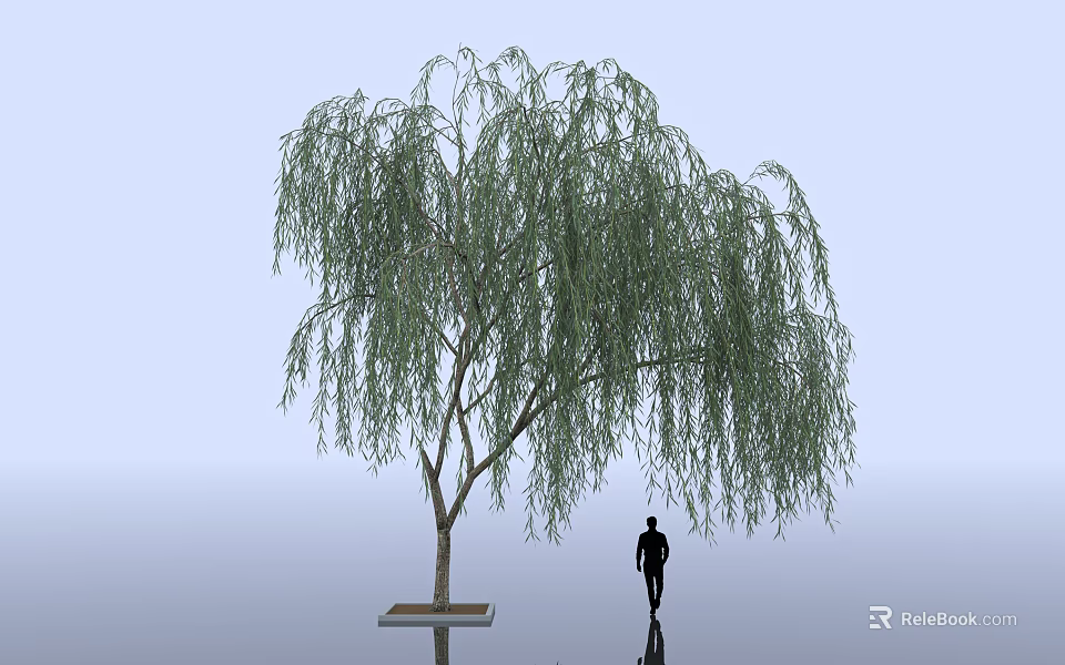 Weeping Willow Tree With Long Hanging Branches And Green Leaves Near Person 3d model 