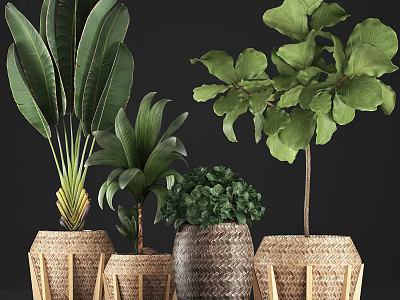 Large Leaf Green Potted Plants In Woven Pots For Indoor Decoration 3d model