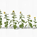 Tall Sunflower Plants With Green Leaves Vibrant Flowers And Natural Shadows In Garden