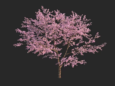 Pink Blossom Tree with Abundant Pink Flowers and Slender Brown Trunk 3d model