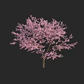 Pink Blossom Tree with Abundant Pink Flowers and Slender Brown Trunk
