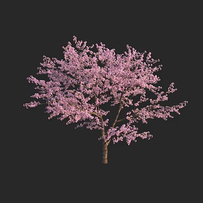 Pink Blossom Tree with Abundant Pink Flowers and Slender Brown Trunk 3d model