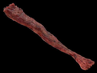 Biological Creature Limb Featuring Reddish Brown Detailed Texture And Elongated Shape 3d model