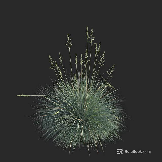 Isolated Green Clump Grass With Slender Leaves And Spikelets On Black Background 3d model 