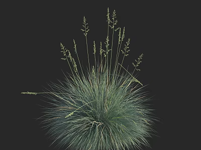 Isolated Green Clump Grass With Slender Leaves And Spikelets On Black Background 3d model