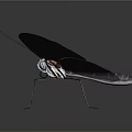 Beautiful Transparent Winged Insect With Red Edges And Reflective Surface