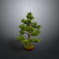 Bonsai Pine Tree With Lush Green Foliage In Red Pot On Isolated Background