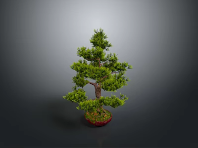 Bonsai Pine Tree With Lush Green Foliage In Red Pot On Isolated Background 3d model