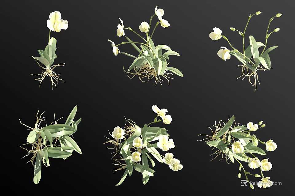 White Flowering Herbaceous Plants with Green Leaves and Visible Roots in Various Displays 3d model 