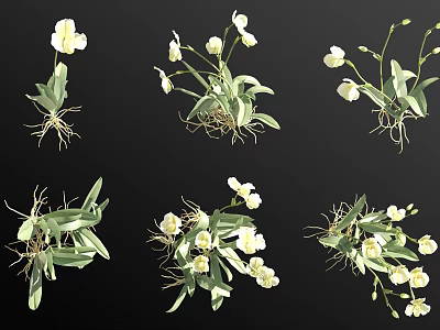 White Flowering Herbaceous Plants with Green Leaves and Visible Roots in Various Displays 3d model