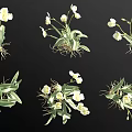 White Flowering Herbaceous Plants with Green Leaves and Visible Roots in Various Displays