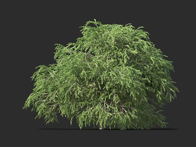 Green Lush Foliage Ornamental Shrub For Garden Landscaping Feature Plant 3d model