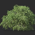 Green Lush Foliage Ornamental Shrub For Garden Landscaping Feature Plant