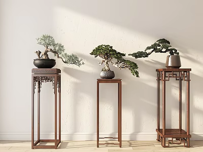 Bonsai Plants Displayed On Wooden Stands Against White Wall With Natural Light 3d model