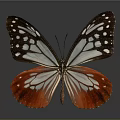 Vibrant Red and Blue Butterfly with White Wings and Black Spots on Dark Background