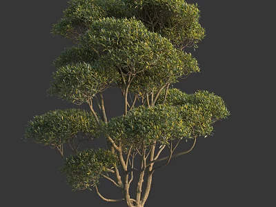 Lush Green Shrub With Multiple Branches And Vibrant Foliage In Natural Growth 3d model