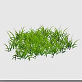 Lush Green Grass With Long Slender Leaves And Vibrant Color Against Black Background