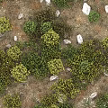 Lush Green Shrubs And White Flowers In Meadow With Scattered Stones