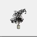 Beautiful Bonsai Plant with Lush Green Leaves Multi Branched Trunk in White Ceramic Pot