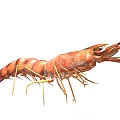 Fresh Brown Shrimp An Aquatic Animal With Long Antennae And Legs