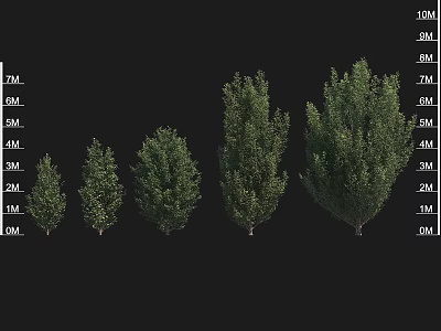 Garden Landscape Design with Various Height Trees from 1M to 10M 3d model