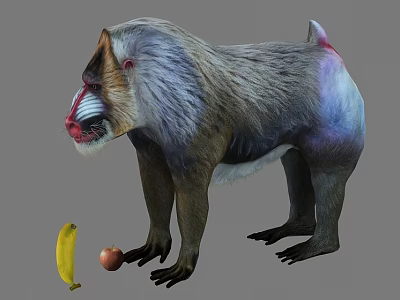 Mandrill With Colorful Face And Fur Standing Near Banana And Apple 3d model