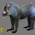 Mandrill With Colorful Face And Fur Standing Near Banana And Apple