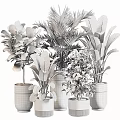 Various Bonsai Potted Plants With Lush Green Foliage In Stylish Ceramic Pots