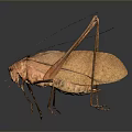 Brown Katydid With Long Antennae Legs And Detailed Wing Texture On Dark Background