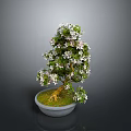 Bonsai Plant With White Flowers Green Leaves Exposed Roots In Light Gray Pot