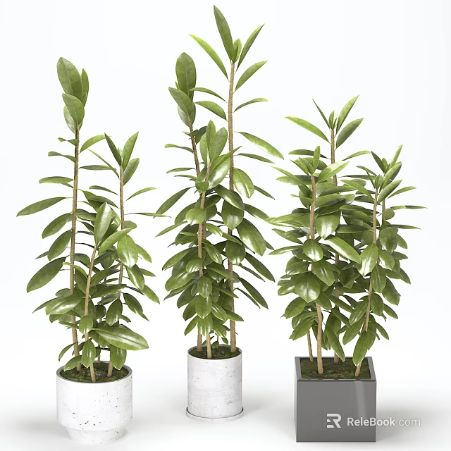 Indoor Potted Plants with Green Leaves in Modern White and Black Pots 3d model 
