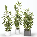 Indoor Potted Plants with Green Leaves in Modern White and Black Pots