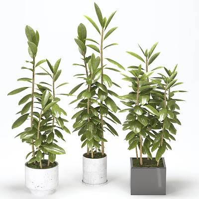 Indoor Potted Plants with Green Leaves in Modern White and Black Pots 3d model