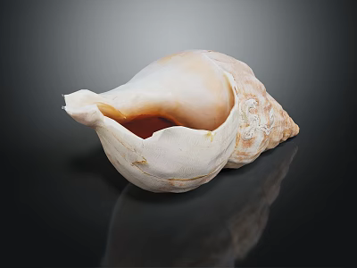 Conch with White Shell Brown Patterns Showing Orange Liquid Inside on Black Background with Reflection 3d model