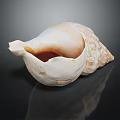 Conch with White Shell Brown Patterns Showing Orange Liquid Inside on Black Background with Reflection 3d model