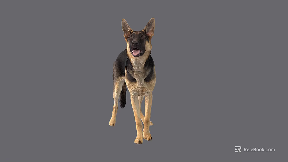 German Shepherd Dog Standing With Open Mouth Ears Up On Gray Background 3d model 
