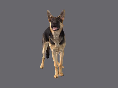 German Shepherd Dog Standing With Open Mouth Ears Up On Gray Background 3d model