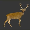 Golden Deer Model With Large Antlers Standing On Dark Background With Reflection