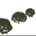 Three Arbor Trees With Lush Green Foliage Standing Against Black Background 3d model
