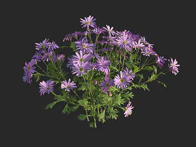 Small Purple Flowers Cluster With Blooming Petals Green Leaves And Dark Background 3d model