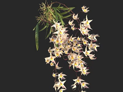 Beautiful Hanging Orchid Flowers With White Pink Petals Green Leaves And Vines 3d model