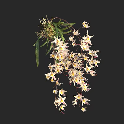 Beautiful Hanging Orchid Flowers With White Pink Petals Green Leaves And Vines 3d model