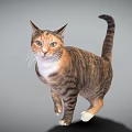 Brown And White Tabby Cat In Standing Pose With Gray Background