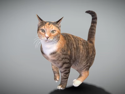 Brown And White Tabby Cat In Standing Pose With Gray Background 3d model