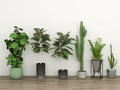 Indoor Potted Plants With Various Green Cactus Fern And Different Design Pots On Wooden Floor 3d model
