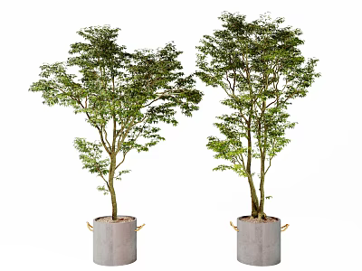 Lush Green Potted Bonsai Trees with Gray Containers and Metal Accents 3d model